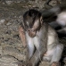 monkey_macaque_balinese_mf_ubud_v_1442_bal5163.jpg